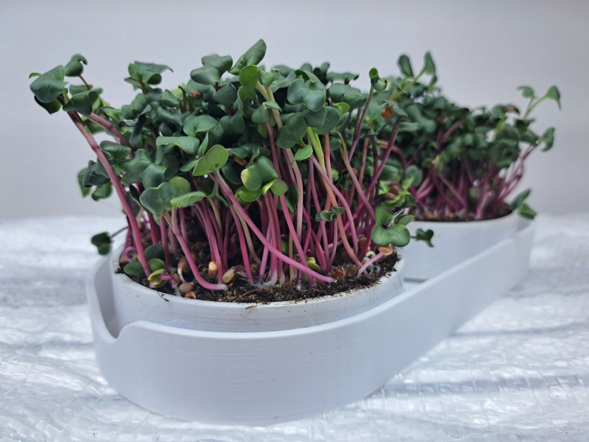 pestebni sada microgreens pohled zleva